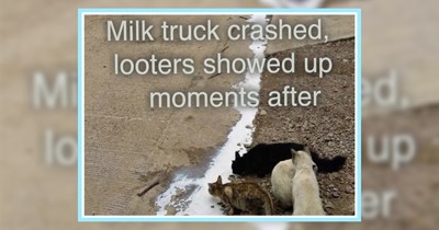 21 Hissterical Memes for Pawrents Prepawing for a Chaotic Caturday