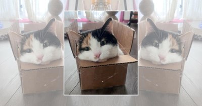 25 Box-Loving Cats Folding Their Furry Little Bodies Into Impossible Shapes