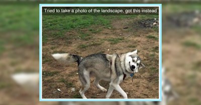 22 Howlarious Dog Memes fur Pawrents Prepawing for a Weekend With Their Pupper