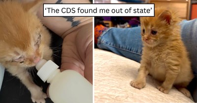 'I am utterly in love with him': Orange rescue kitten Bruiser turns a difficult beginning into a heartwarming new life full of cuddles, care, and canine siblings