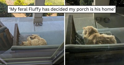 'It took Fluffy 2 weeks to decide he's moving in permanently': Once-distant outdoor cat Fluffy slowly turns into the sweetest porch companion after discovering heated pads, nightly meals, and kind humans