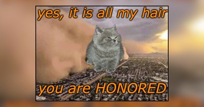 29 Fluffy Memes of Cats Shedding Their Way Across Every Surface in the House