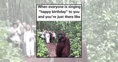 ‘A little gift from the internet’: Birthday Memes Worth Blowing Out Candles For