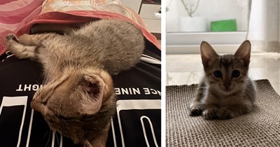 Office worker finds helpless kitten caught in the rain on her way to work, she makes the best impromptu decision she's ever made: '[she's] purring like a tiny engine right on my chest'