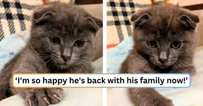 Smokey the Scottish Fold spent 24 hours lost and alone before a kind stranger took him in and reunited him with the owner who'd been searching everywhere: 'She literally rushed to the clinic crying happy tears!'