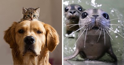 40+ Adorable Animal Pictures for Workers Whose Weekend Starts the Moment Their Manager Looks Away