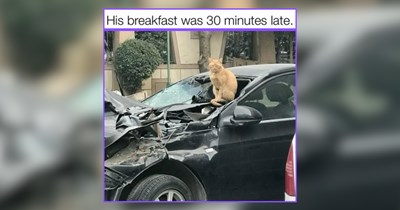33 Absolutely Impolite But Purrfect Kitties Sitting Pretty Just For You