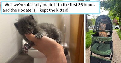 Senior cat in stroller helps cat mom locate screaming kitten abandoned in alleyway, resulting in an unexpected adoption and a young addition to their fur family, mom says: ‘The temp was dropping and I knew it wouldn’t stand a chance!’
