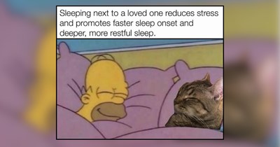 25 Gentle Kitties for a Soft Sleep and Weekend Reset 