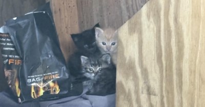 New homeowner discovers blue-eyed kittens and mother cat inside shed, she works hard to gain their trust and nurse kittens back to health