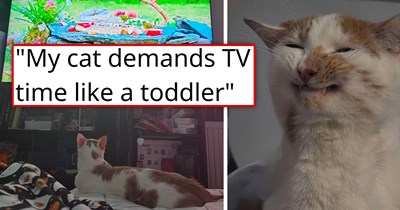 Owners Show Their Cat Bird Videos as an Experiment, Now the Cat Hilariously Demands TV Every Morning and Night “Like a Toddler”: 'I've never experienced this in the 20 years of having cats'