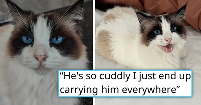 Blue-eyed ragdoll cat gets abandoned because his slight limp was a "hassle to deal with" for his previous owners, his new owners love him and carrying him around unconditionally 