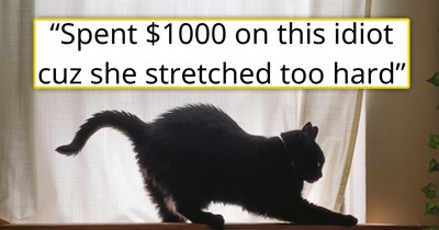 Owner spends $1000 rushing his cat to the vet only to find out that the feline stretched so hard, she dislocated her tail, she is now "zooted", recovering and purrfectly happy