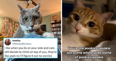 Your Weekly Caturday Meowgazine: 20 I Can Has Meowments Featuring Cats at Their Goofiest and Most Awwdorable (June 6, 2026)