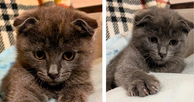 Expensive Scottish fold cat gets spooked by a neighbor’s dog, leaving his family searching frantically until a microchip brings him home, rescuer says: 'They’d been looking for him for over 24 hours'