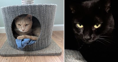 30 Meowdy Pictures of Cats Serving Serious Resting Cat Face All Day