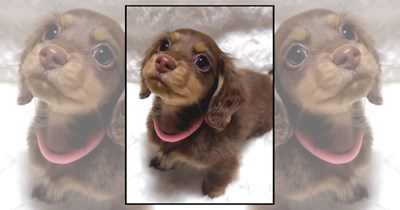 Paws everything: 26 Cute dogs here to rescue your ruff day completely