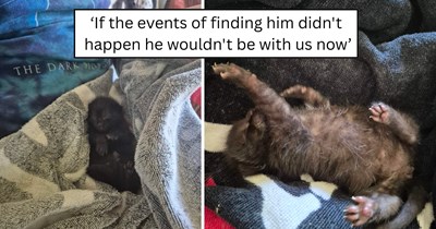 'This is a baby who wanted to make it': Orphaned newborn kitten found without his mother beats the odds and becomes a healthy, purring little fighter