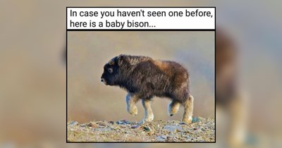 A Nursery of Tiny Baby Animals For Weekend Whimsy