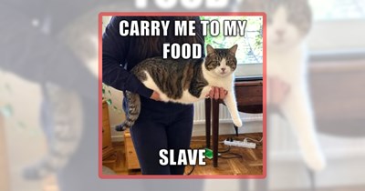 Caturday Cat Clawmedy Made of 31 Feline Funnies