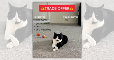 22 Feline Fluffy Funnies to Purrfectly Pspspsps a Wholesome Start to the Work Week