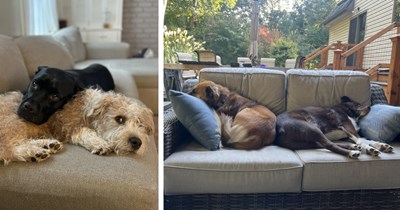 21 Snuggling Pupper Pals Peacefully  Snoozing the Day Away