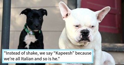 Pitbull puppy found with 5 siblings on Texan freeway given loving furever home with deaf canine sibling who cuddles puppy as they sleep, dog mom says: ‘He loves cuddling with my dog so much and my dog loves it too.’