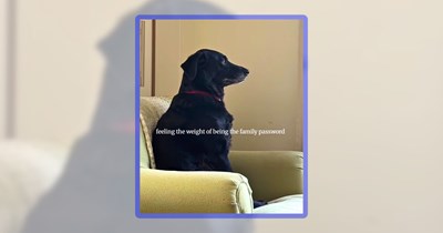 30 Doggo Delights Wrapped in a Wholesome Meme Package