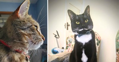 30 Fabulous Pictures of Feline Fashion Icons Flaunting Fabulous Whiskers