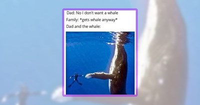 Long List of 40+ Large Animal Memes to Deal With Big Feelings
