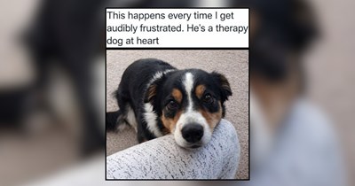 Delightful Doggos With Puppy Eyes For All Kinds of Devotion and Doting 