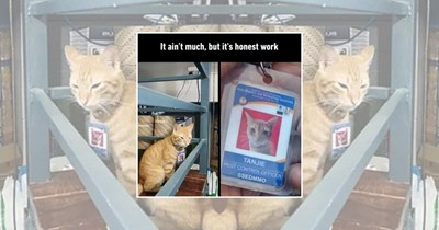A Whole Workforce of Professional Cats Clocking In So You Can Mentally Clock Out