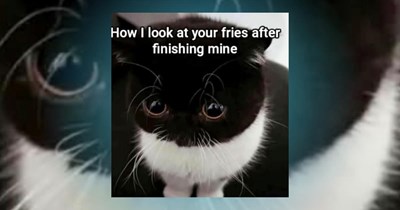 'You have 3 wishes': 23 Soft kitten memes to fulfill any cat lover's soft kitten dreams