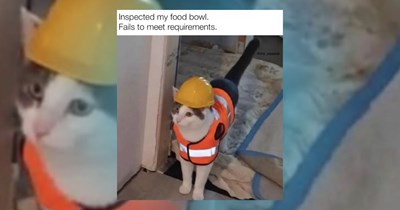 ‘Trust me bro': Pawsitive cat memes more whimsical than a cat's meowgical whiskers