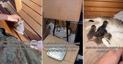 Guy moves into a new house and befriends the local stray cat, several days later she makes herself at home and gives birth to kittens in his guest room: 'She needed me...'