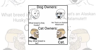 'A meme guide to pet pawrenting': Cat Owners vs Dog Owners Memes for Pet Parents Living Completely Different Lifestyles