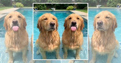 'The pool is mine now': 26 golden retrievers living their most aquatic life and loving every second