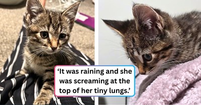 Foster mom helps rehome a cat ready for adoption, but the CDS delivers her a feline vacancy filler just for her: 'I now have another cat.'