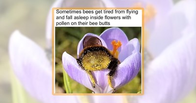 18 Un-Bee-Lievably Cute Memes to Pollinate Your Hive of Happiness