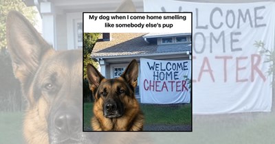 'Are you seeing other dogs, yes or no?': Jealous dog memes proving your dog thought he was your one and only good boy