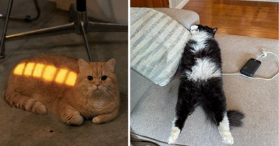 30 Energized Pictures of Purrfectly Powered-Up Cats Charging for Their Next Zoomie Session
