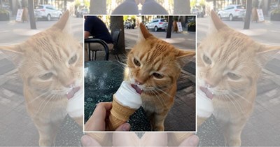 22 Wholesome Cats for a Softer Day on the Internet (June 5th, 2026)