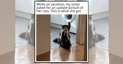 If looks could meow: 24 Sassy cats throwing elite-level Shade