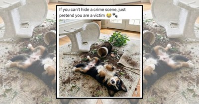 'I Was Gone for Five Minutes': 24 Dogs destroying the house with impressive efficiency