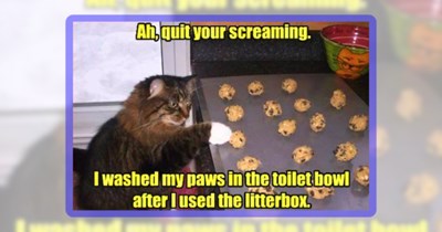 30 Heartwarming Monday Moggies for a Purrfectly Gentle Start to the Week