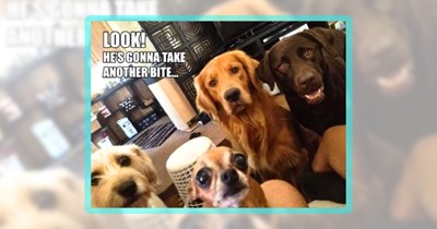25 Pawdorable Pupper Parade of Memes to Soften Your Monday