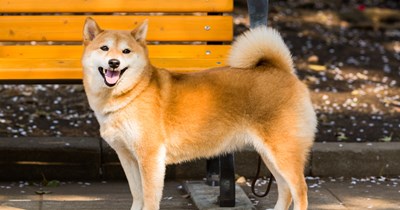 Shiba sees open door and runs away from home, 10 minutes later returns soaking wet from rain and wakes up his owner to tell him all the adorable adventures: 'I can't believe he came back!'