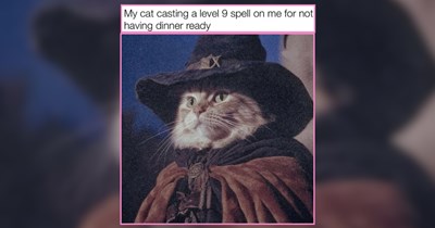 20 Meowgical Wizarding Cats Casting Spells When you Go to Work