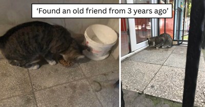 'He still remembers me': Long-lost stray cat reappears years later and proves some feline friendships never fade