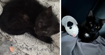 Possum the cat pops her head out of vent in ceiling, woman uses hilarious tactic to get her out: 'I recorded her meowing and played it back'